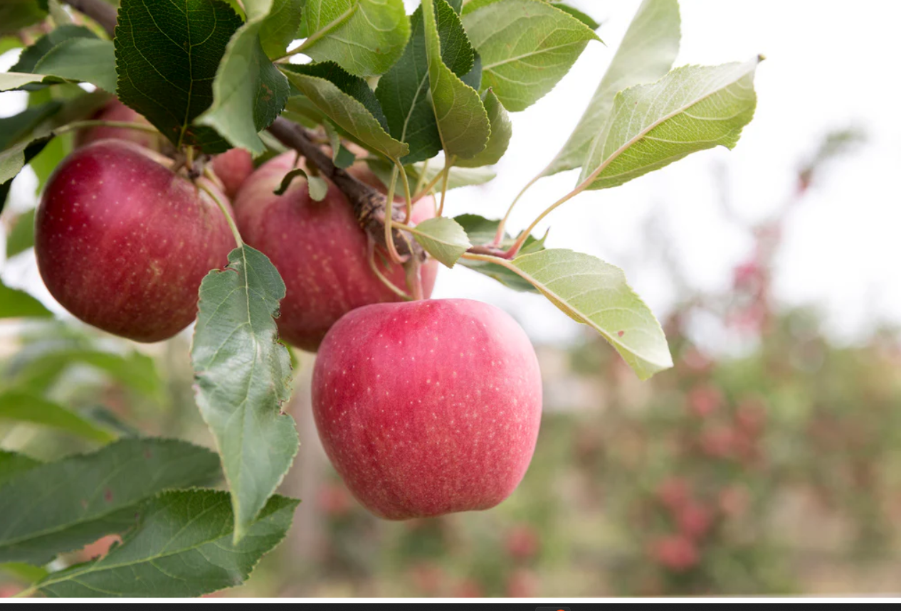 Žieminė obelis Gala