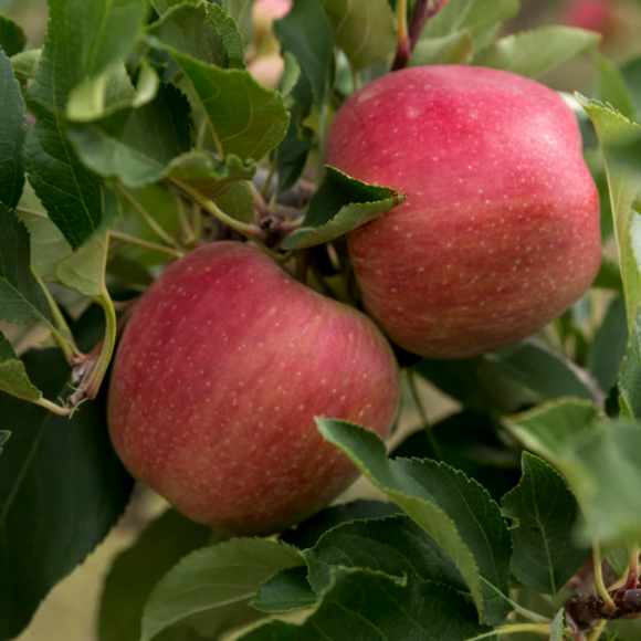 Žieminė obelis Gala