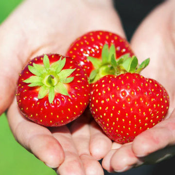 Braškė Elsanta (10 vnt. braškių daigų)