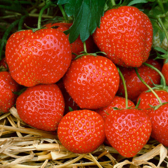 Braškė Elsanta (10 vnt. braškių daigų)