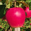 Obelis Evelina (vazone)-1