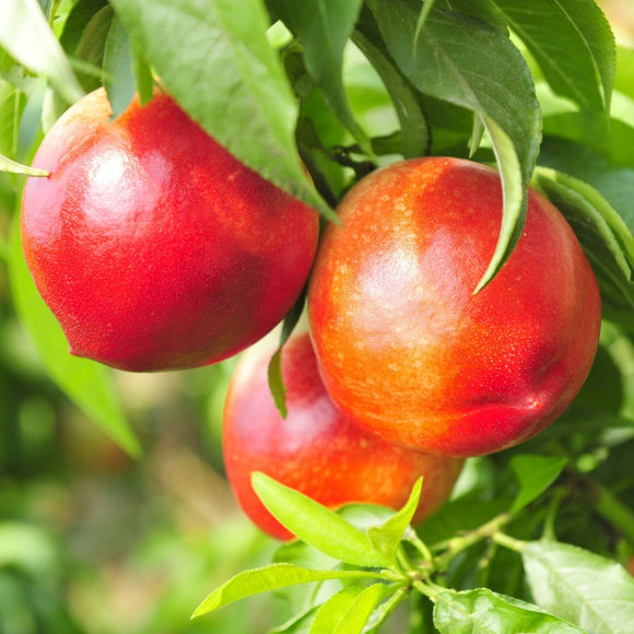 Nektarinas Fantazija (vazone)