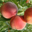 Persikas Reliance (vazone)-1