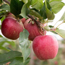 Žieminė obelis Gala-1