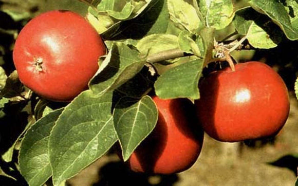 Vasarinė obelis Geneva Early