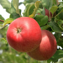 Vasarinė obelis Geneva Early-1