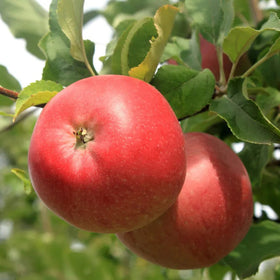 Vasarinė obelis Geneva Early