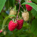 Vasarinė avietė Glen Moore (5 vnt. +1 dovanų)-1