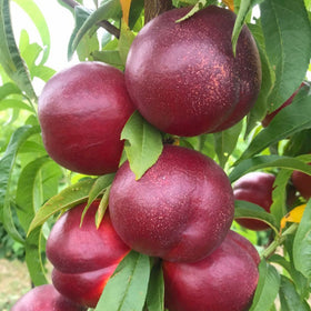 Nektarinas Harco (vazone)