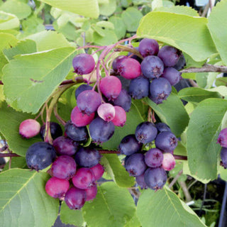 Medlieva Honeywood
