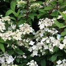 Šluotelinė hortenzija  Wim's Red-13