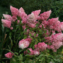 Šluotelinė hortenzija Vanille Fraise-4