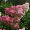 Šluotelinė hortenzija Vanille Fraise-1