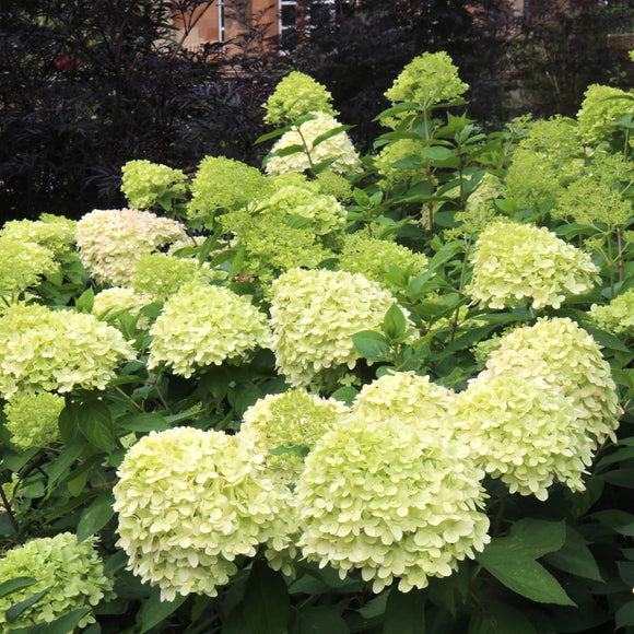 Šluotelinė hortenzija Limelight