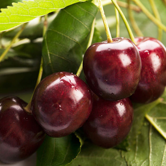 Trešnė Jacinta (vazone)