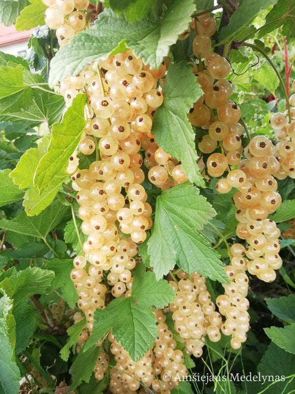 Baltasis serbentas Juteborg (krūmo forma) vazone