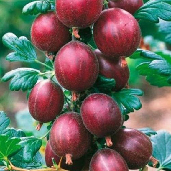 Agrastas Kamieniar (krūmo forma) iš grunto