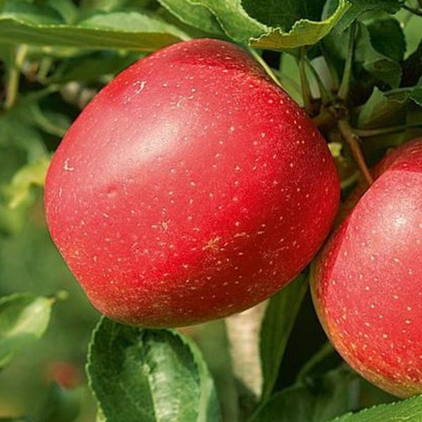 Vasarinė obelis Katja
