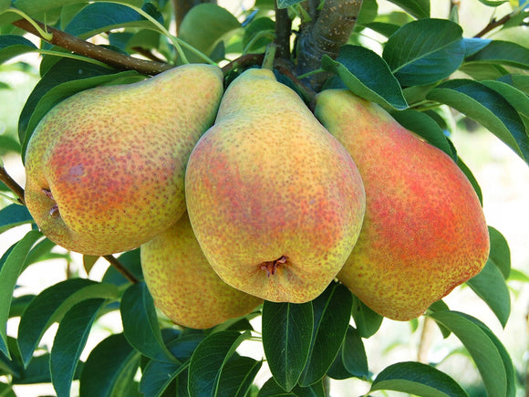 Kriaušė Kliapo mėgstamoji