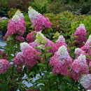 Šluotelinė hortenzija Fraise Melba-1