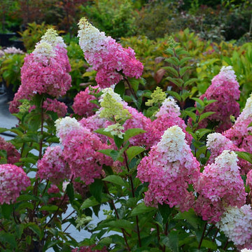 Šluotelinė hortenzija Fraise Melba