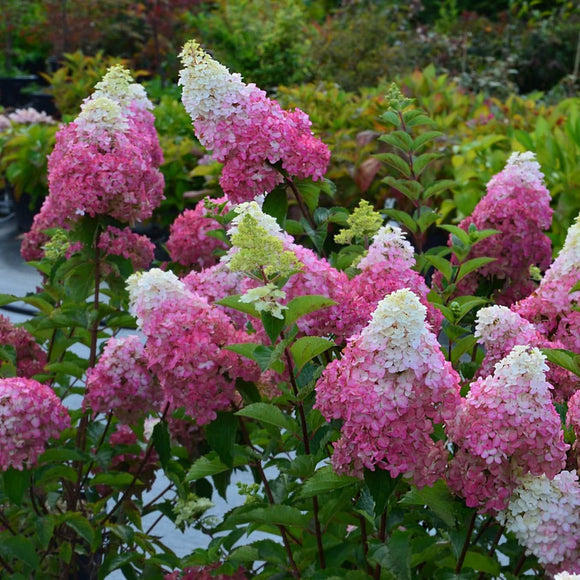 Šluotelinė hortenzija Fraise Melba