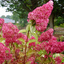 Šluotelinė hortenzija Fraise Melba-2