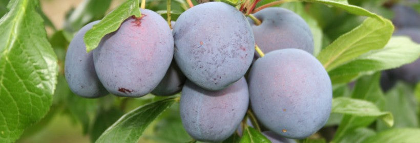 Slyva Čačana Najbolja