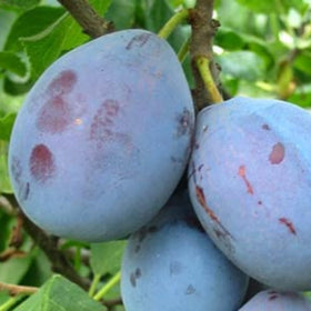 Slyva Čačana Najbolja