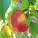 Nektarinas Super Queen (vazone)-2