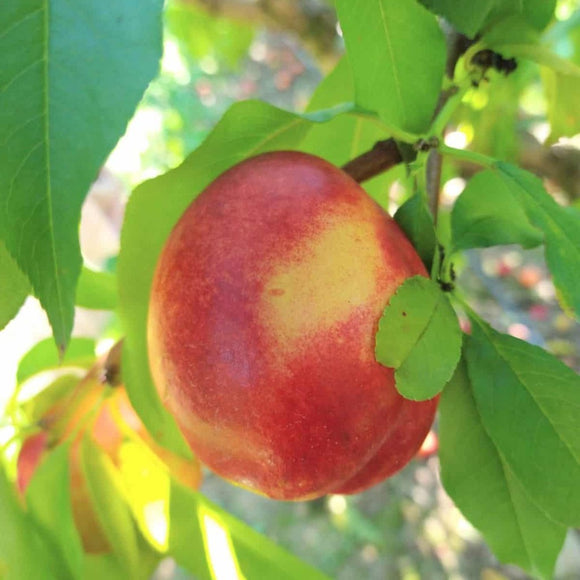 Nektarinas Super Queen (vazone)