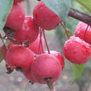 Rojaus obelis  Ola-2