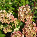 Šluotelinė hortenzija Pastelgreen-4