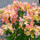 Šluotelinė hortenzija Pastelgreen-2