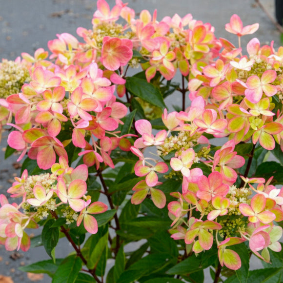 Šluotelinė hortenzija Pastelgreen