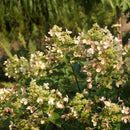 Šluotelinė hortenzija Pastelgreen-3