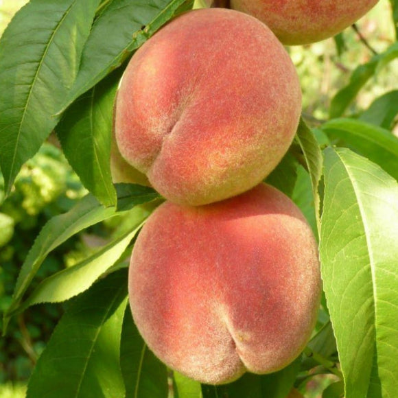 Persikas Harnas (vazone)