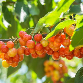 Trešnė Rainier (vazone)