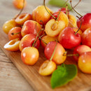 Trešnė Rainier (vazone)-4