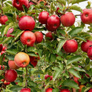 Žieminė obelis Red Boskoop (vazone)-2