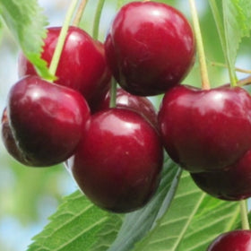 Trešnė Rivan (vazone)