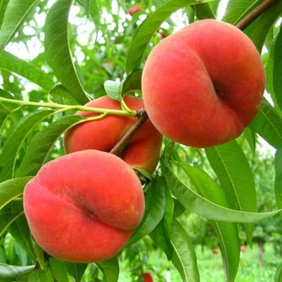 Persikas Saturn (vazone)