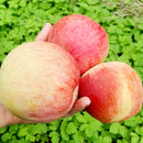 Vasarinė obelis Izbranica (vazone)-1