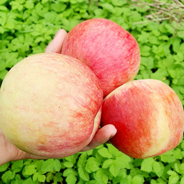 Vasarinė obelis Izbranica (vazone)