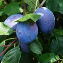 Slyva Silvija (Silvia)-1