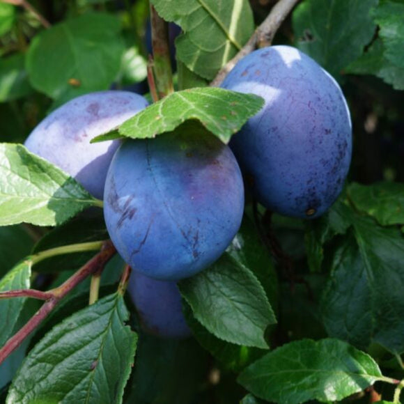 Slyva Silvija (Silvia)