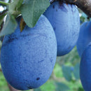 Slyva Silvija (Silvia)-2