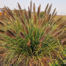 Soruolė Black Beauty-6