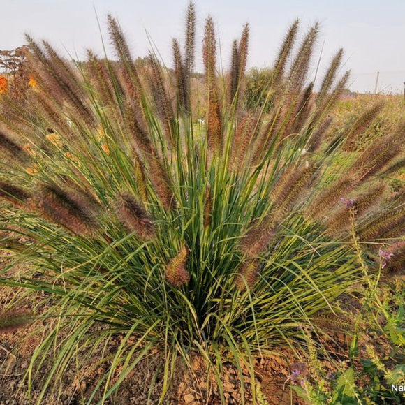 Soruolė Black Beauty