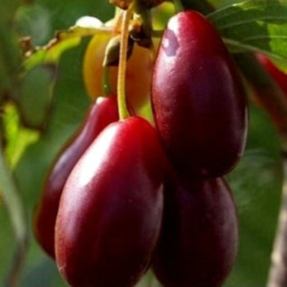 Geltonžiedė Sedula Starokijevskyj